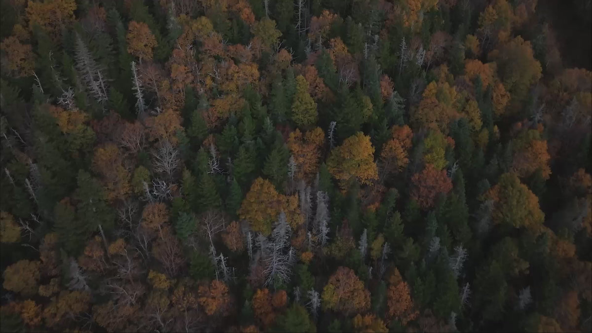 Load video: Autumn at Sugarbush